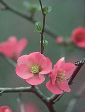 Flowering Quince photographed by Eddie Lunsford